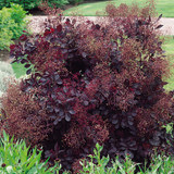 Cotinus Collection