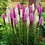 Liatris Collection