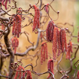 Corylus Collection