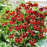 Helenium Collection (Loose Roots)