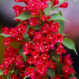 Weigela Unusual Collection