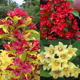 Weigela Unusual Collection