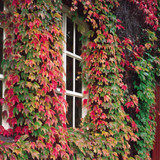 Parthenocissus (Creeper-Ivy) Collection