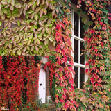 Parthenocissus (Creeper-Ivy) Collection