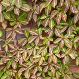 Parthenocissus (Creeper-Ivy) Collection