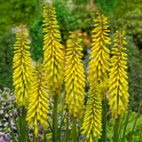 Kniphofia Collection – Red hot pokers
