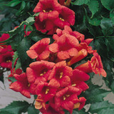 Campsis Collection