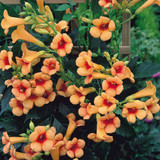 Campsis Collection