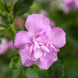 Bacopa Double Flowered Collection