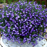 Lobelia California Collection (Pack 6/Pack 18)