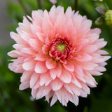 Dahlia Gallery Collection