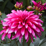 Dahlia Gallery Collection