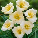 Hemerocallis Collection