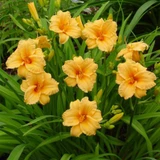 Hemerocallis Collection