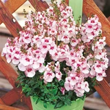 Diascia Divara Collection
