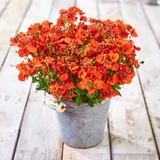 Diascia Divara Collection