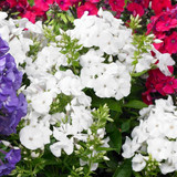 Phlox paniculata Collection