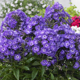 Phlox paniculata Collection