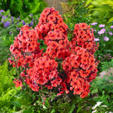 Phlox paniculata Collection