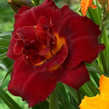 Hemerocallis Double Collection