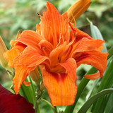 Hemerocallis Double Collection
