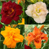 Hemerocallis Double Collection