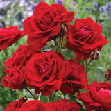 Rose Floribunda Collection