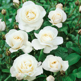 Rose Floribunda Collection