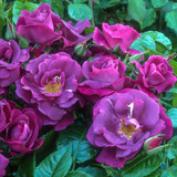 Rose Floribunda Collection
