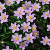 Anemone Nemorosa Collection