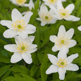 Anemone Nemorosa Collection