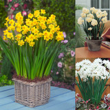 40 Narcissus Indoor Collection