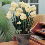 40 Narcissus Indoor Collection