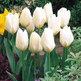 Tulip Fosteriana Collection