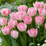 Tulip Foxtrot Collection
