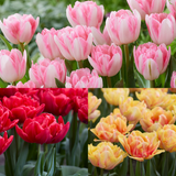 Tulip Foxtrot Collection