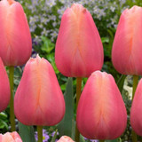 60 Tulip Single Late Collection