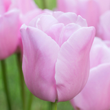 Tulip Single Late Collection