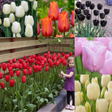 Tulip Single Late Collection