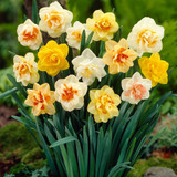 100 Daffodil Mixtures Collection