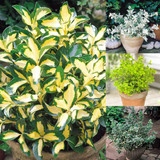 Euonymus Evergreen Collection