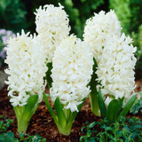 Hyacinth Bedding Collection 14/15cm