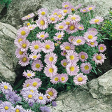 Aster Alpinus Collection