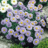 Aster Alpinus Collection