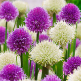 Allium New and Rare Collection