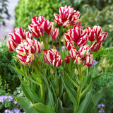 Tulip Multiflowered Collection