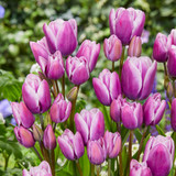 Tulip Multiflowered Collection