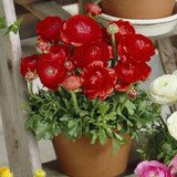 Ranunculus Dwarf Tomer Collection 6/7cm