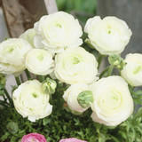 Ranunculus Dwarf Tomer Collection 6/7cm