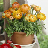 Ranunculus Dwarf Tomer Collection 6/7cm